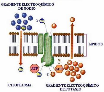Transporte activo Lo realizan proteínas transmembranas, con gasto de ATP, donde las moléculas atraviesan la membrana en contra de su gradiente de concentración.