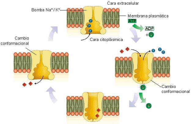 APLICACIÓN: Estructura y función de los canales de potasio para la difusión facilitada en los axones El potencial de resposo en el axón de una neurona es mantenido por una bomba sodio-potasio, que
