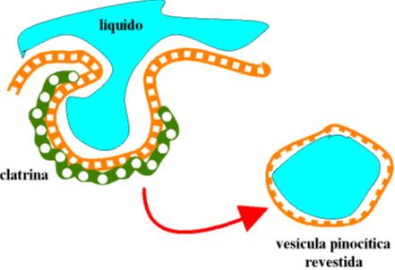 Endocitosis y sus tipos Endocitosis: Es el proceso por el que la célula capta partículas del medio externo mediante una invaginación de la membrana en la que