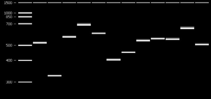 (Guerrero) Fig. 14. MIRUS representativos de las diferentes cepas de M.