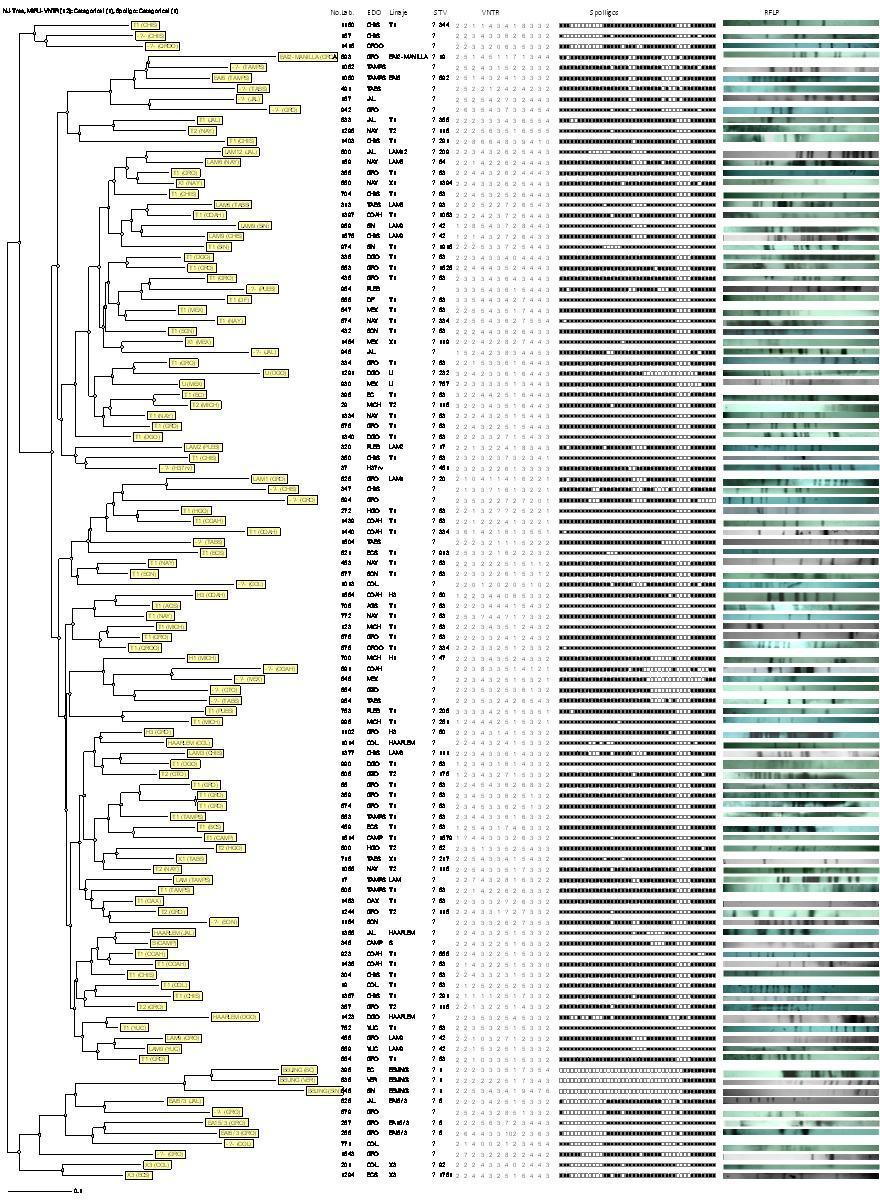 Fig. 17. Análisis filogenético de los diferentes aislados de M. tuberculosis.