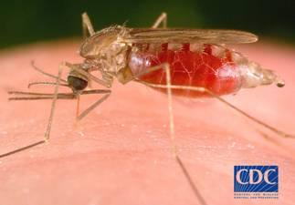 2012 MALARIA EN CHILE