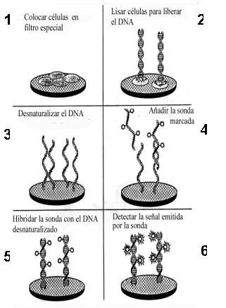 Tecnología del ADN recombinante HIBRIDACIÓN POR SONDAS DE ADN: - Hibridación de ADN: dos hebras de ADN de cadena sencilla, con una secuencia de bases complementaria, se unen para originar una