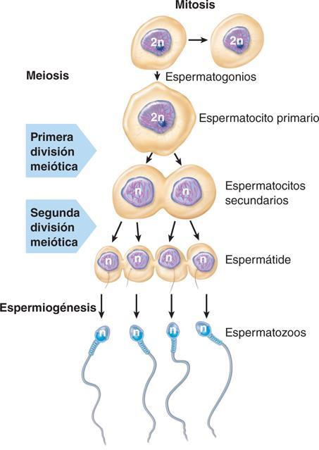 finales de su maduración. Los espermatozoides pueden permanecer almacenados y viables en el epidídimo durante meses.
