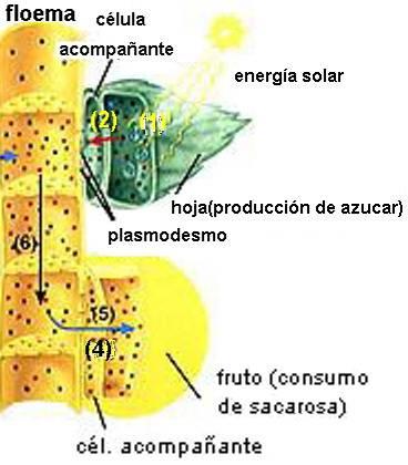 A entrada da savia elaborada no floema prodúcese grazas á acción das células acompañantes (2), as cales introducen no seu interior a sacarosa e os aminoácidos desde o parénquima clorofílico da