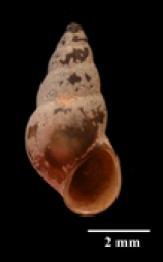 El caracol del cieno o caracol de Nueva Zelanda ( ) es un pequeño molusco acuático.