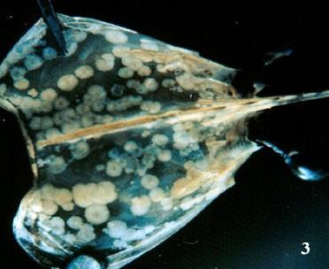 Cuales son las enfermedades listadas para crustáceos?