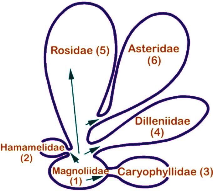 Sistema filogenético de Cronquist Subclase Asteridae Asteridae de G súpero Gentianales Solanales Lamiales