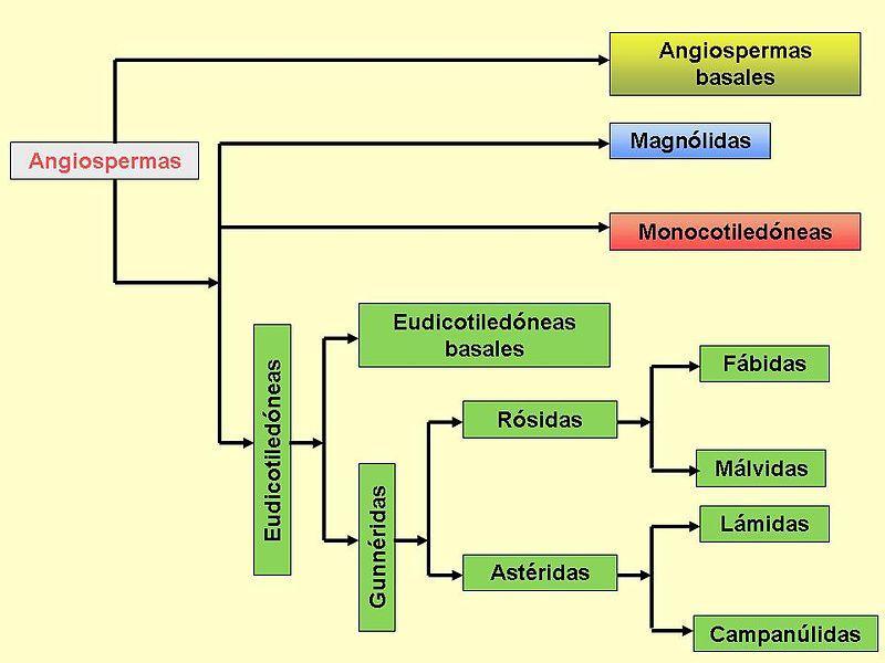 Angiosperm Phylogenetic Group en 2009 APG