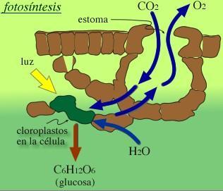 Producción de azúcares a partir de la fotosíntesis En la fotosíntesis, gracias a la energía aportada por la LUZ SOLAR, se unen el CO 2 y el