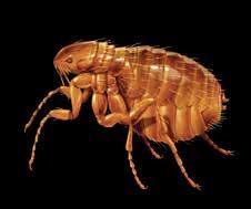 Trate las hormigas (excepto cosechera y faraona) y otros insectos cuando éstos aparezcan por primera vez o cuando observe daños