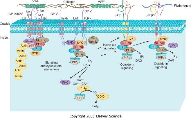 AGREGACIÓN Un agente agregante (colágeno, L-epinefrina, ADP, trombina, tromboxano A2) produce un cambio conformacional a nivel de la proteína G de la membrana, que activa la fosfolipasa C.