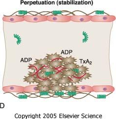 2. PLAQUETAS. FUNCIÓN PROCOAGULANTE Distribución asimétrica de los fosfolípidos de membrana plaquetaria.