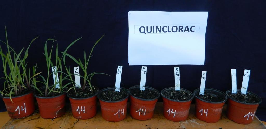 E. crus-galli creciendo luego de haber aplicado quinclorac,