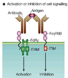 RECEPTORES Fc Fc RI distribuido en monocitos/macrófagos y neutrófilos Fc RIII distribuido en monocitos/macrófagos, neutrófilos, NK y mastocitos Fc RII distribuido en todas las células que poseen Fc