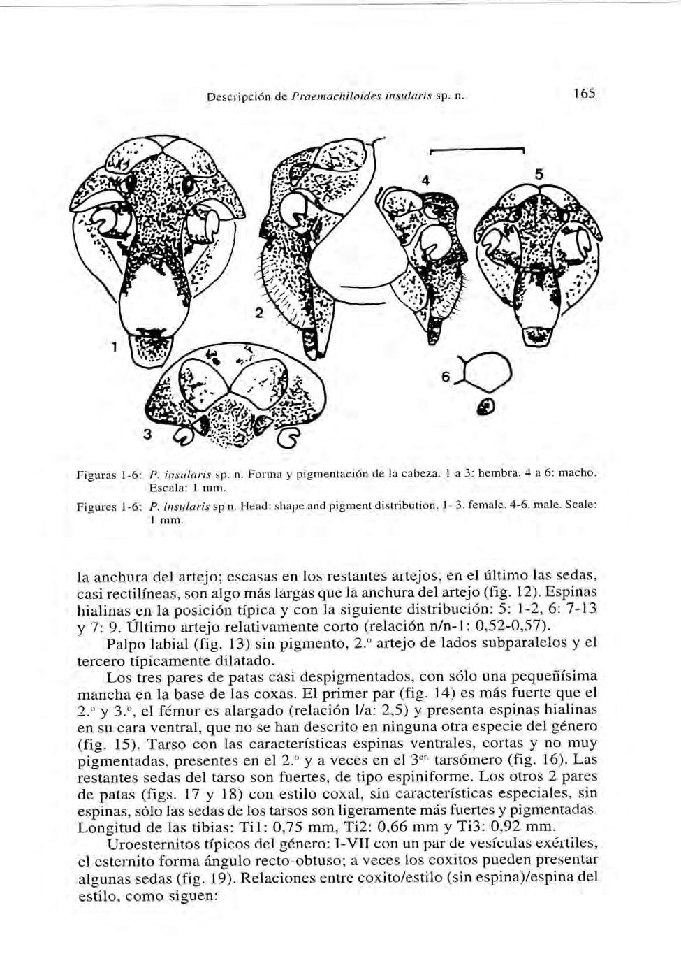 Descripción de Praemachiloides ínsularis sp. n. 165 Figuras í-6: P. insuiahs sp. n. Forma y pigmentación de la cabeza. 1 a 3: hembra. 4 a 6: macho. Escala: 1 rnm. Figures J -6: P. insuiahs sp n.
