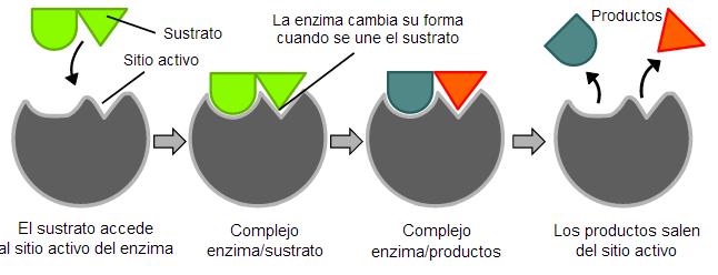 ENZIMAS BIOLÓGICAS Las enzimas biológicas modifican parcial o totalmente la mojabilidad del yacimiento, incrementando de esta forma la saturación de petróleo móvil en