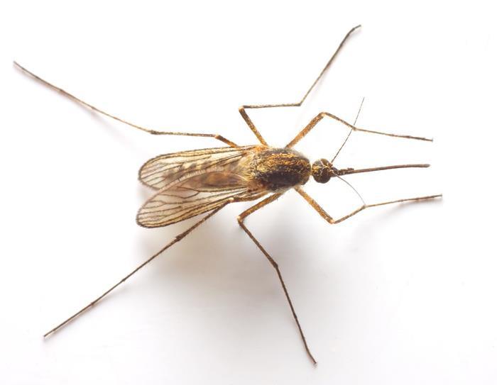 Qué es el Paludismo?
