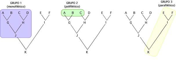 Formato Newick Monofilia, polifilia y parafilia Longitudes de rama 5 10 2 13 3 10 3 40 (((,),(,)),); (((:2,:13):10,(:10,:3):3):5,:40); Un grupo monofilético o clado incluye todos los descendientes