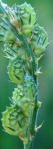 GENERO ONOBRYCHIS Miller Plantas herbáceas o más o menos subfruticosas, de pequeña a mediana talla. Anuales o vivaces.