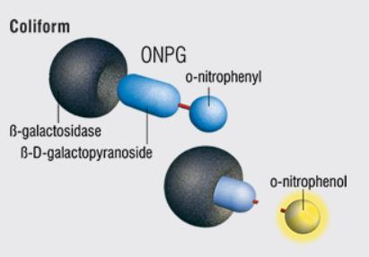 ONPG Positive Reaction (Colilert and Colilert-18)