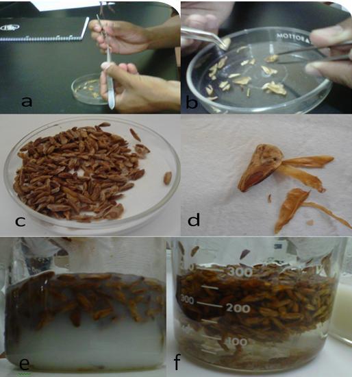 3 Figura 1. Proceso para la preparación de semilla de Abies guatemalensis previo a la desinfección.