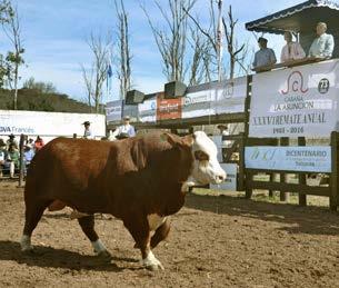 Reservado Gran Campeón Salta 2016 Uno de los objetivos principales perseguidos por la Cabaña es lograr la rusticidad de los toros que produce.