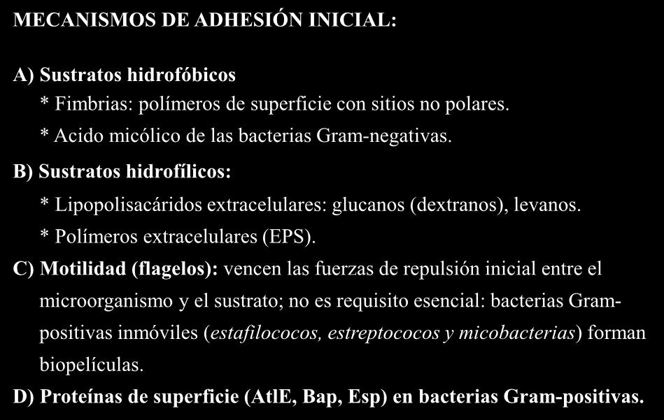 PLACA BACTERIANA: BIOFILM MECANISMOS DE ADHESIÓN INICIAL: A) Sustratos hidrofóbicos * Fimbrias: polímeros de superficie con sitios no polares. * Acido micólico de las bacterias Gram-negativas.