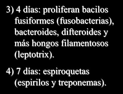 ETIOLOGÍA DE LA CARIES - Placa bacteriana: colonización selectiva - 3) 4 días: proliferan bacilos fusiformes