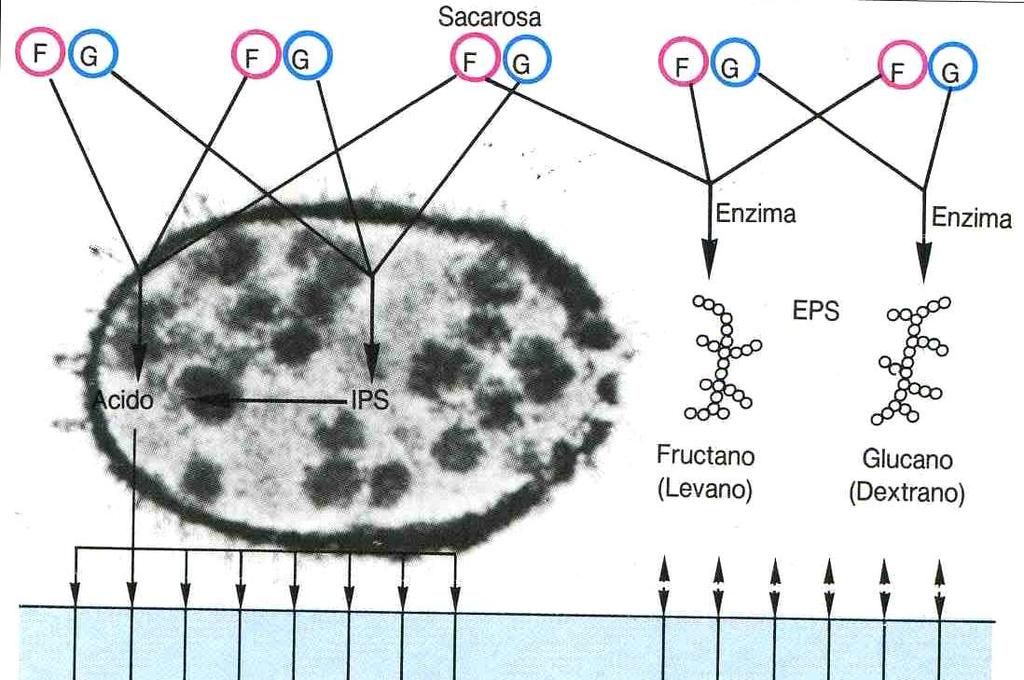 ETIOLOGÍA DE LA CARIES - Placa bacteriana: síntesis de polisacáridos extracelulares - Fructosil -