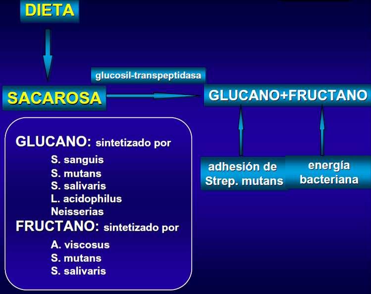 ETIOLOGÍA DE LA CARIES - Placa bacteriana: