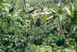 En general, para el cultivo del plátano no existen limitaciones por temperatura, luz y lluvias: los cortos períodos de déficit hídrico sólo afectan la decisión acerca de las épocas de siembra.
