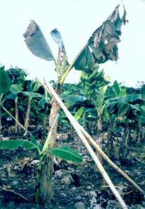 Síntomas de Sigatoka amarilla en plátano Dominico hartón. - En cultivos destinados al autoconsumo, basta mantener un buen nivel de materia orgánica en el suelo (buena capa negra).