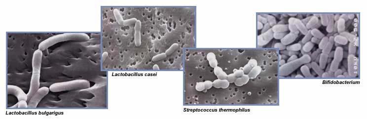 Principales probióticos en estudios clínicos Probióticos cepa única Saccharomyces boulardii L rhamnosus GG Bifi bifidum L plantarum 299 L sporogens Enterococcus SF68 Bifi lactis BB12 (L) L reuteri L