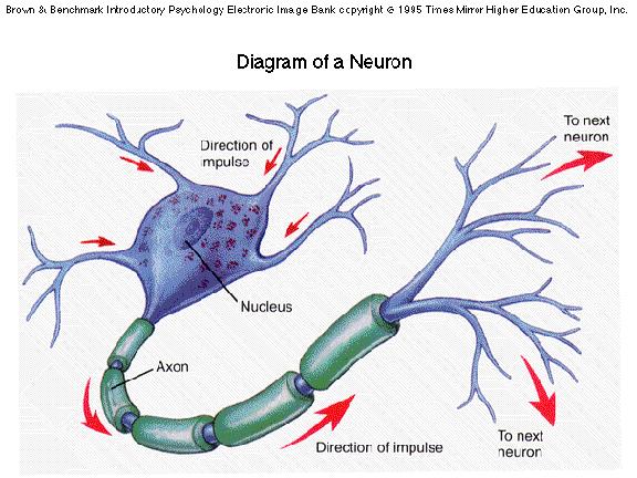 El cerebro está compuesto por una gran cantidad de elementos básicos denominados neuronas Básicamente las neuronas