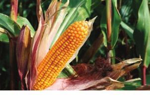 A pesar de los pronósticos de una gran oferta por parte de Sudamérica, el precio del maíz US.