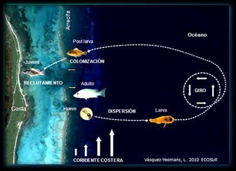 9 1. INTRODUCCIÓN El sistema arrecifal Mesoamericano constituye la segunda barrera arrecifal más grande del mundo con aproximadamente 1000 km de longitud y abarca los países de México, Belice,