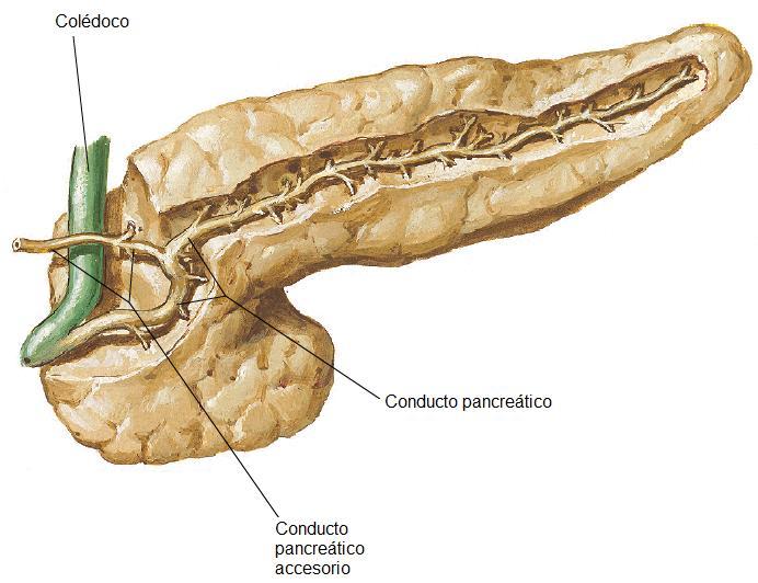 9 Ya se han descrito todos los componentes anatómicos que forman parte del aparato digestivo.