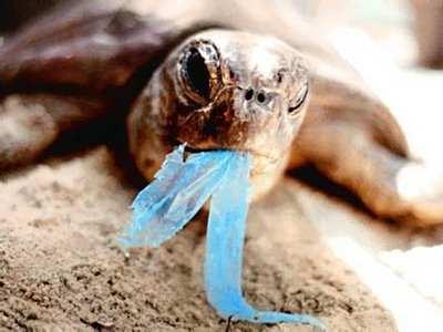 Ya hemos llegado al final de la tarea, y por eso vamos a reflexionar un poco, sobre nuestra contribución al medio ambiente con el uso abusivo del plástico.