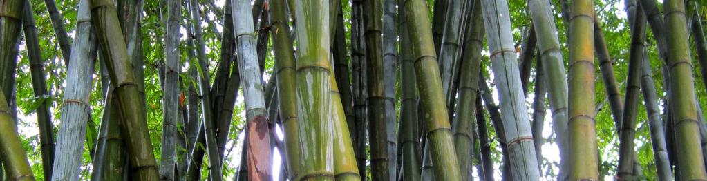 Antecedentes EcoPlanet Bamboo fue creada principalmente para: (1) Desviar la atención sobre REDD+ y para proveer soluciones tangibles a dos