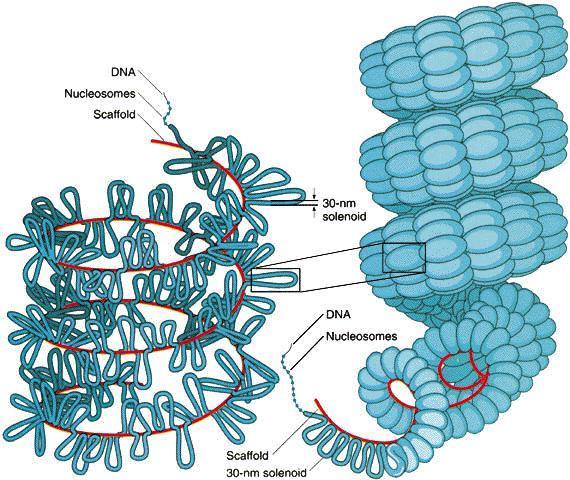 Ácido desoxirribonucleico ESTRUCTURA CUATERNARIA: SOLENOIDE.