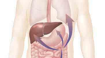 El colon también se denomina intestino grueso o intestino largo.