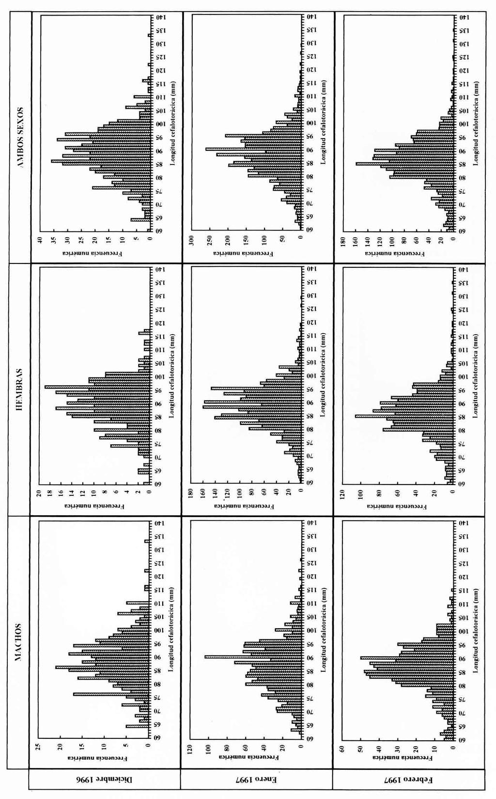 Figura 3. Distribuciones de frecuencias de tallas por mes y sexo en las capturas muestreadas en el mar (diciembre 1996 febrero 1997). Figure 3.