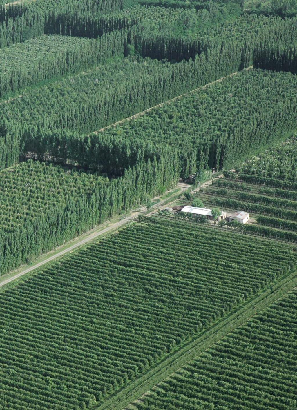 Cortinas rompevientos En los valles irrigados de la norpatagonia, la temporada de producción frutícola coincide con los meses más ventosos del año.