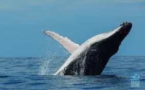 Observación de Ballenas Guía especializado en Ballenas No se pierda la oportunidad de observar ballenas jorobadas en su ambiente natural de apareamiento y reproducción, en la Bahía de Samaná.