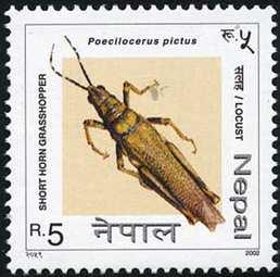 Coleoptera : Chrysomelidae : Ambrostoma mahesa.