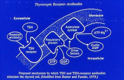 de T3, T4 y la hiperplasia del tiroides TSH