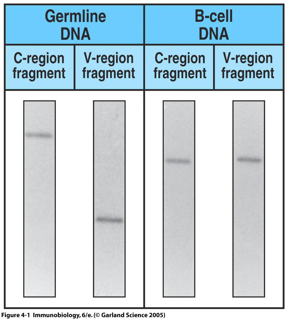 DNA línea