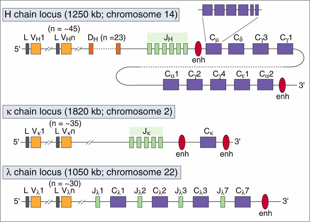 Línea germinal de humano Locus cadena H (1250 kb; cromosoma 14) Locus