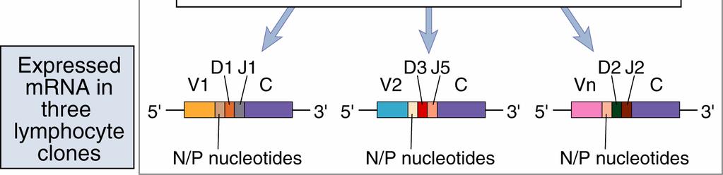 ADN línea germinal Recombinación somática VDJ, edición de nucleótidos N y P,